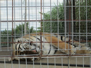 One of the tigers that still has to be moved into his own habitat.